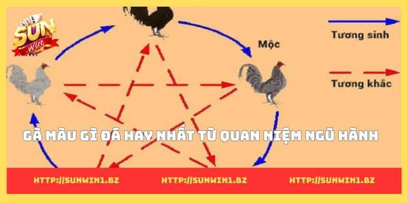 Gà màu gì đá hay nhất từ quan niệm ngũ hành