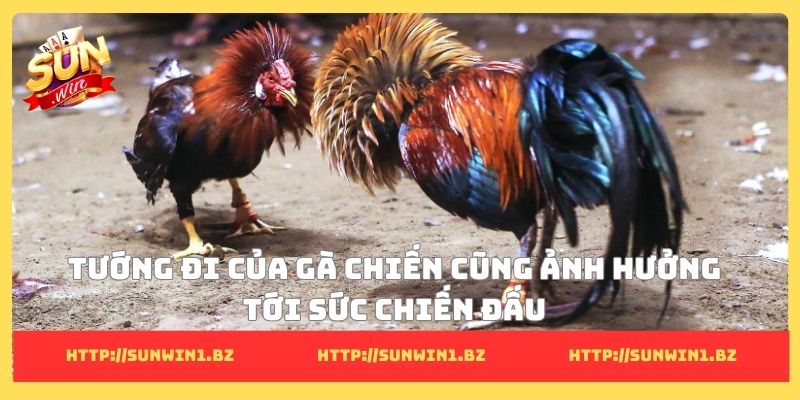 Tướng đi của gà chiến cũng ảnh hưởng tới sức chiến đấu