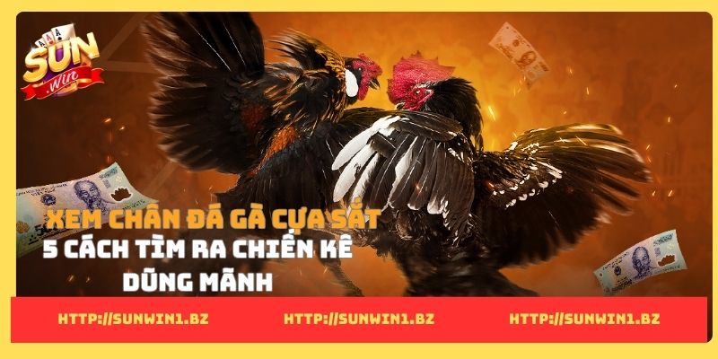 Xem chân đá gà cựa sắt