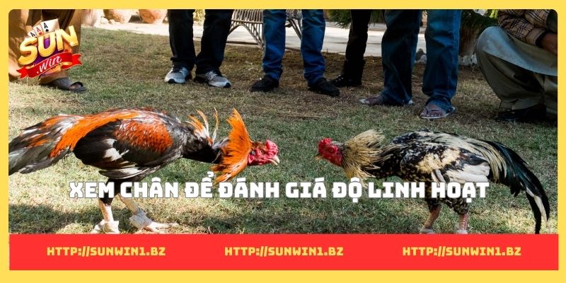 Xem chân để đánh giá độ linh hoạt